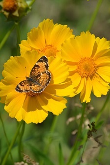 coreopsis-with butterfly.jpg